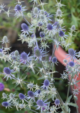 ERYNGIUM planum  Tiny Jackpot